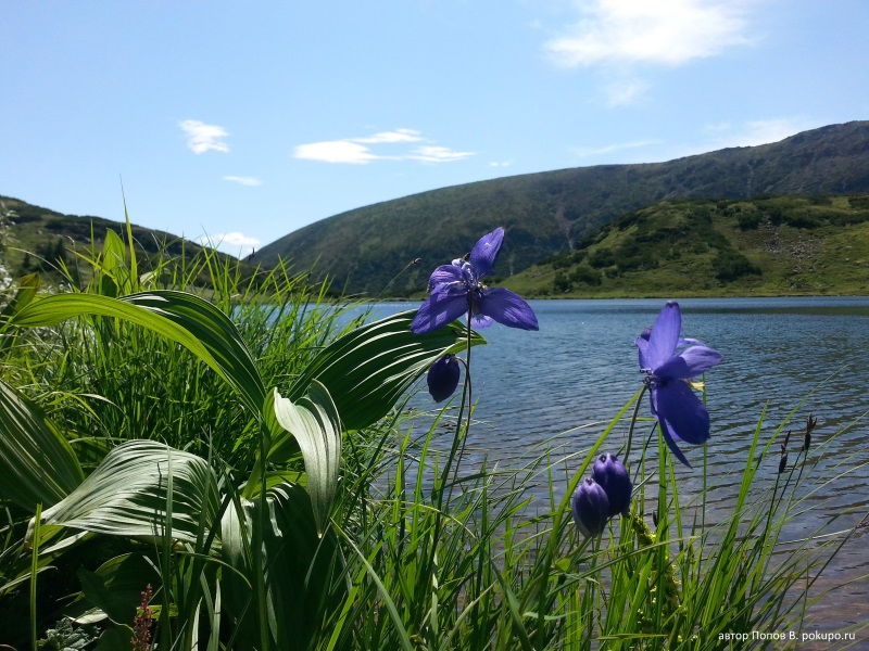 цветы на горном озере